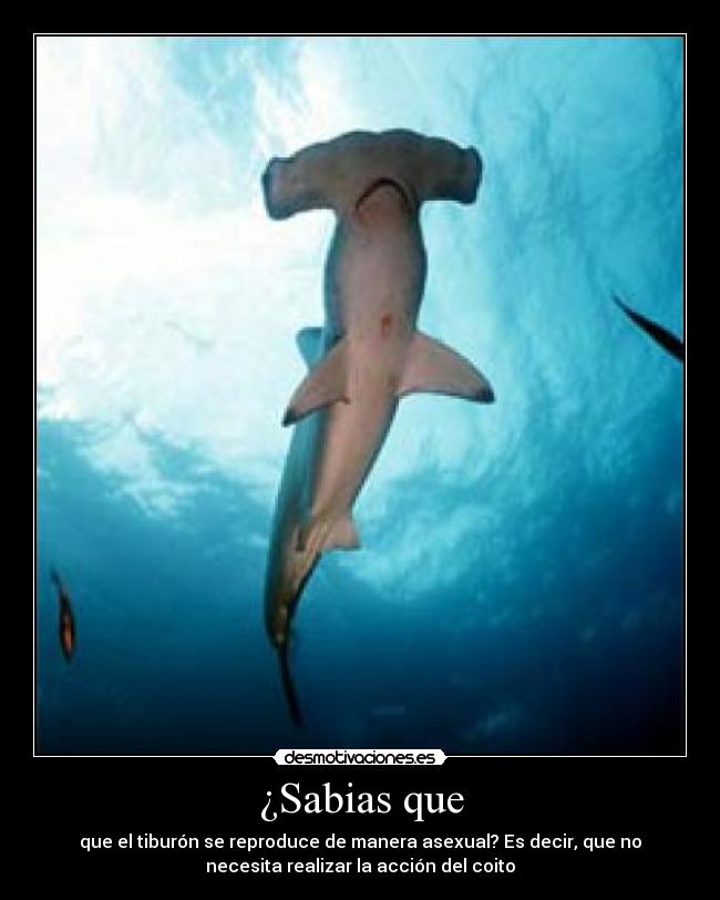 ¿Sabias que - que el tiburón se reproduce de manera asexual? Es decir, que no
necesita realizar la acción del coito