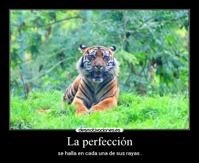 La perfección - se halla en cada una de sus rayas .