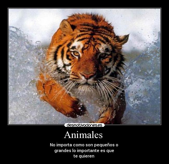 Animales - No importa como son pequeños o
grandes lo importante es que
te quieren