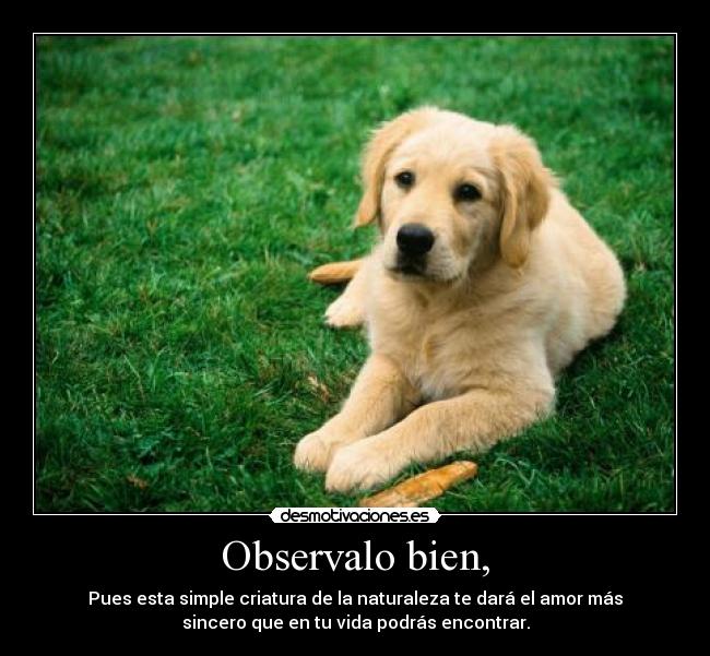 Observalo bien, - Pues esta simple criatura de la naturaleza te dará el amor más
sincero que en tu vida podrás encontrar.