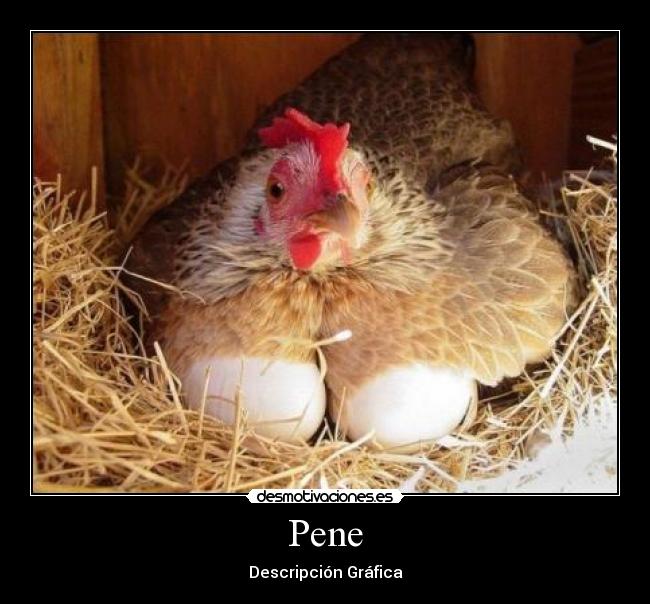 Pene - 