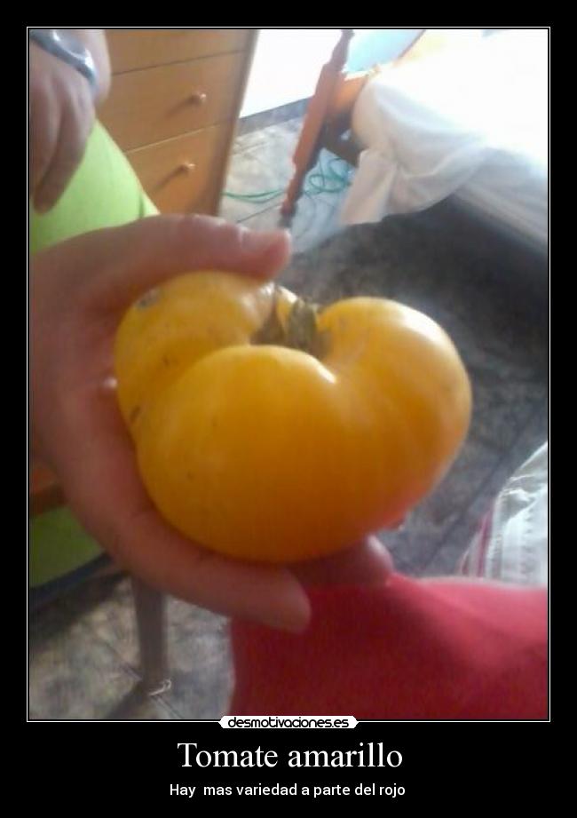 Tomate amarillo - 