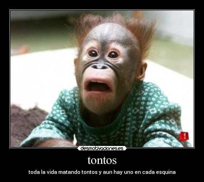 tontos - 