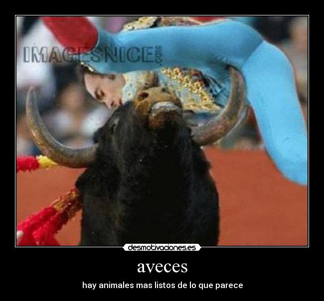 aveces - 
