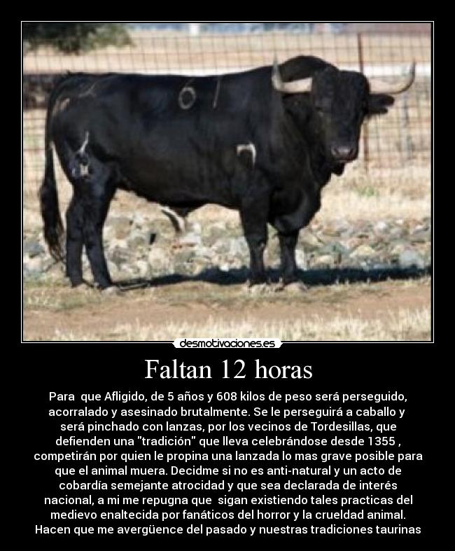 Faltan 12 horas - Para  que Afligido, de 5 años y 608 kilos de peso será perseguido,
acorralado y asesinado brutalmente. Se le perseguirá a caballo y 
será pinchado con lanzas, por los vecinos de Tordesillas, que
defienden una tradición que lleva celebrándose desde 1355 ,
competirán por quien le propina una lanzada lo mas grave posible para
que el animal muera. Decidme si no es anti-natural y un acto de
cobardía semejante atrocidad y que sea declarada de interés
nacional, a mi me repugna que  sigan existiendo tales practicas del
medievo enaltecida por fanáticos del horror y la crueldad animal.
Hacen que me avergüence del pasado y nuestras tradiciones taurinas