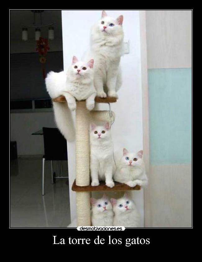 La torre de los gatos -