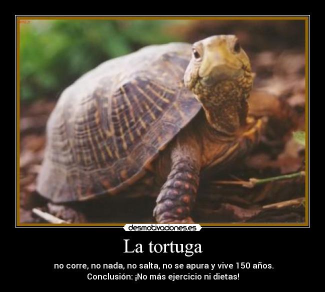 La tortuga -