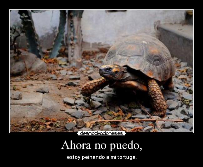 Ahora no puedo, - estoy peinando a mi tortuga.