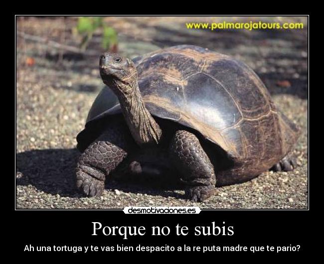 Porque no te subis - Ah una tortuga y te vas bien despacito a la re puta madre que te pario?