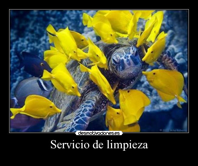 Servicio de limpieza -