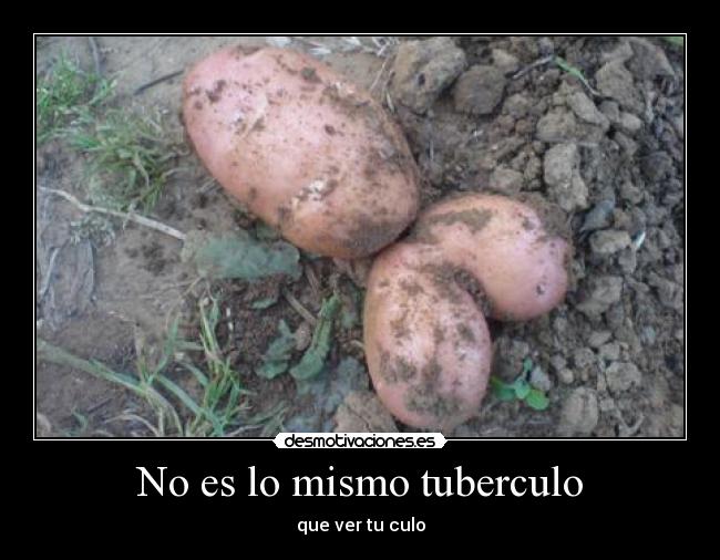 No es lo mismo tuberculo -