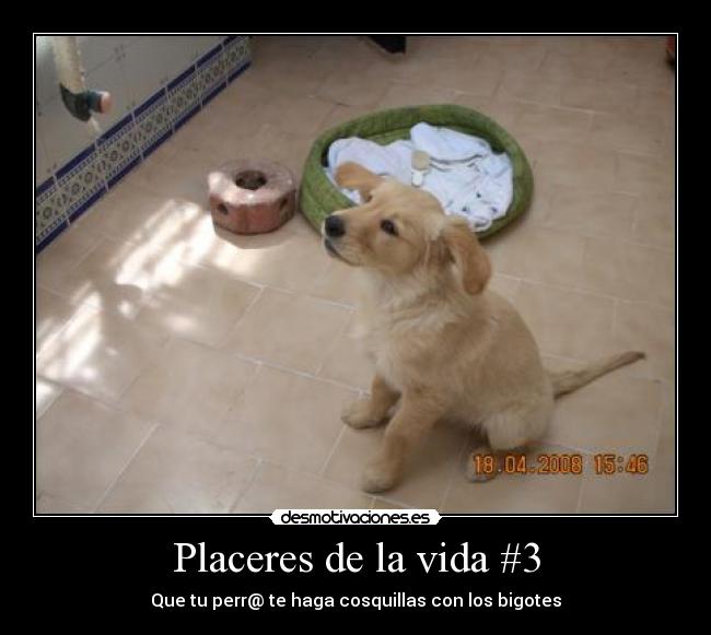 Placeres de la vida #3 -