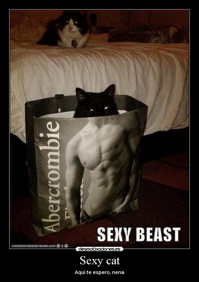 Sexy cat - 