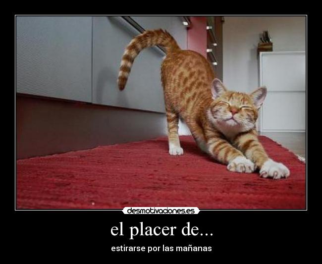 el placer de... - estirarse por las mañanas