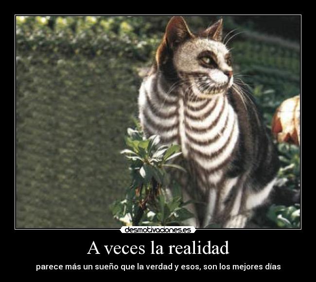 A veces la realidad - parece más un sueño que la verdad y esos, son los mejores días