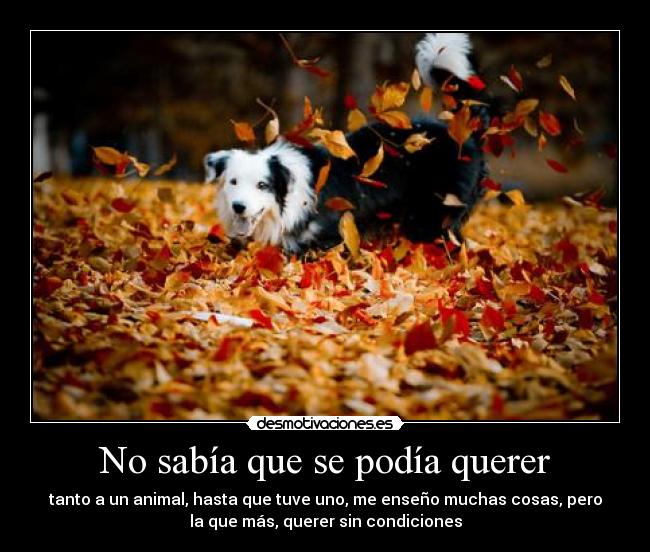 No sabía que se podía querer -