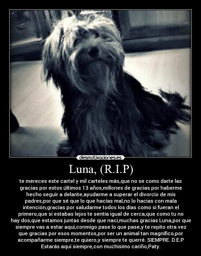 Luna, (R.I.P) - te mereces este cartel y mil carteles más,que no se como darte las
gracias por estos últimos 13 años,millones de gracias por haberme
hecho seguir a delante,ayudarme a superar el divorcio de mis
padres,por que sé que lo que hacías mal,no lo hacias con mala
intención,gracias por saludarme todos los días como si fueran el
primero,que si estabas lejos te sentía igual de cerca,que como tu no
hay dos,que estamos juntas desde que nací,muchas gracias Luna,por que
siempre vas a estar aqui,conmigo pase lo que pase,y te repito otra vez
que gracias por esos momentos,por ser un animal tan magnífico,por
acompañarme siempre,te quiero,y siempre te querré. SIEMPRE. D.E.P
Estarás aqui siempre,con muchisimo cariño,Paty.