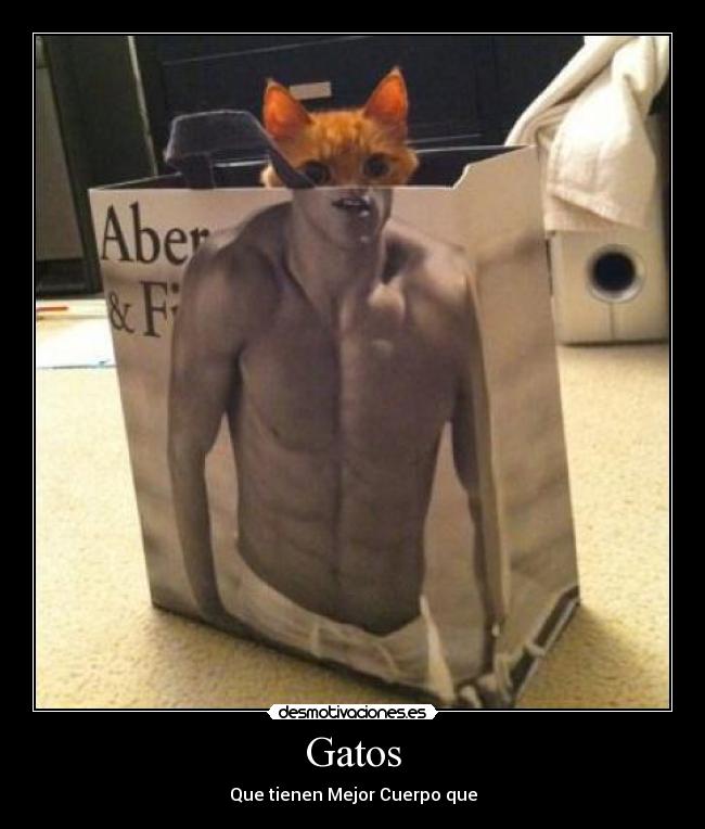 carteles gatos gatos mameys putazos bolsa bolsas cuerpo desmotivaciones