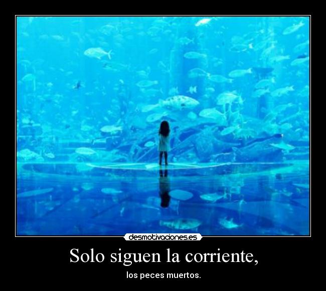 Solo siguen la corriente, - 