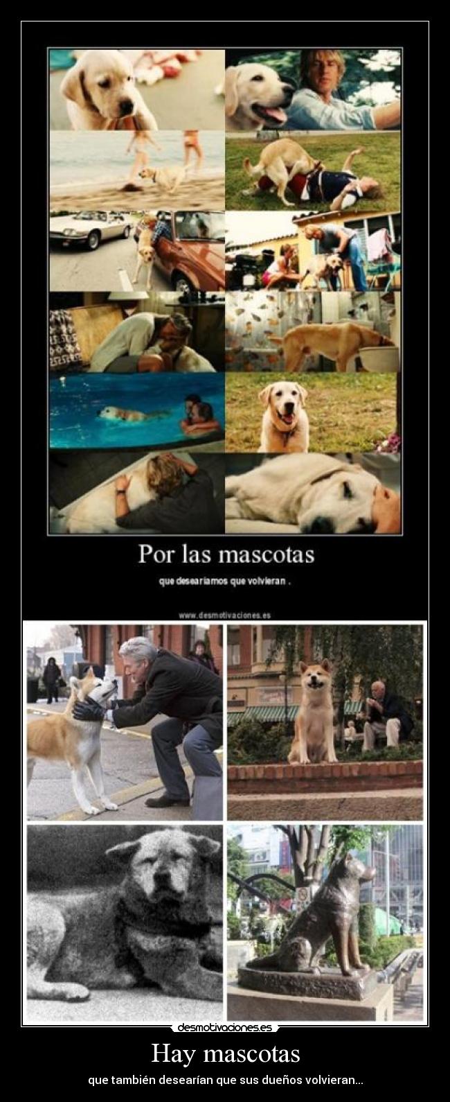 Hay mascotas - 