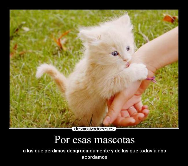 Por esas mascotas - a las que perdimos desgraciadamente y de las que todavía nos acordamos