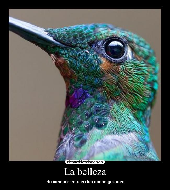 La belleza - 