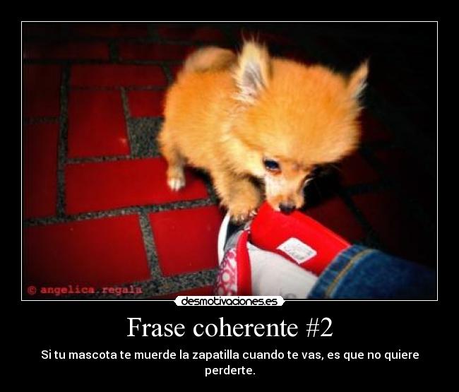 Frase coherente #2 - Si tu mascota te muerde la zapatilla cuando te vas, es que no quiere perderte.