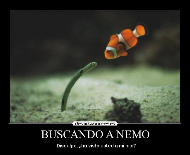 BUSCANDO A NEMO - 