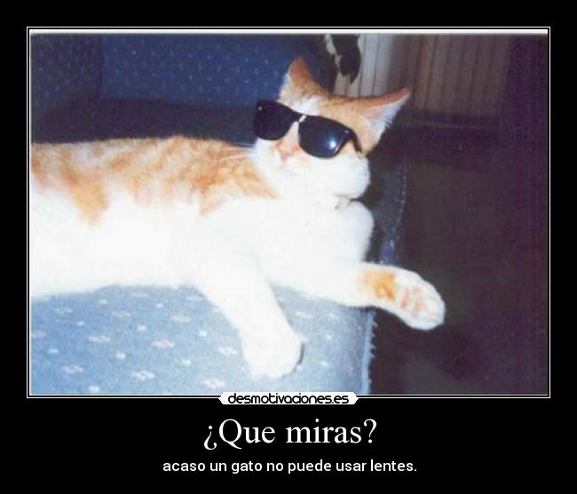 ¿Que miras? - acaso un gato no puede usar lentes.