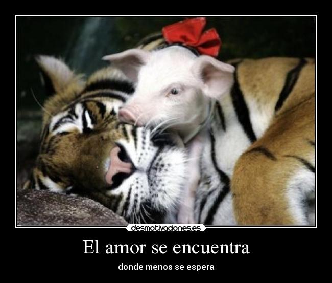 El amor se encuentra - donde menos se espera