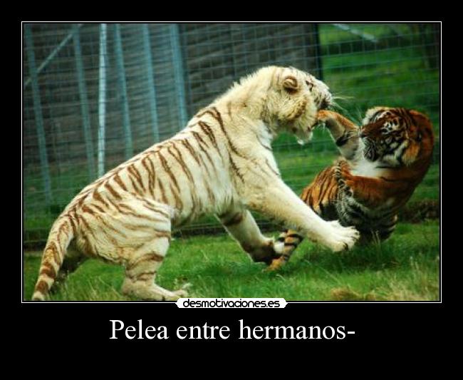 Pelea entre hermanos- - 