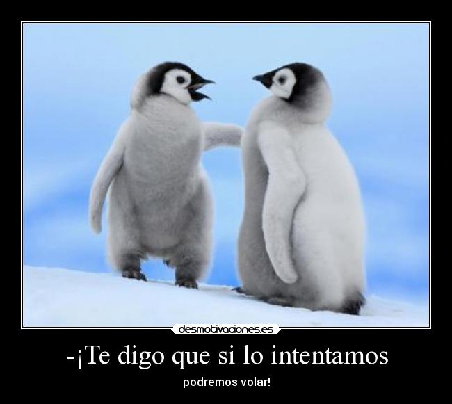 carteles pinguinos volar intentamos fofito desmotivaciones