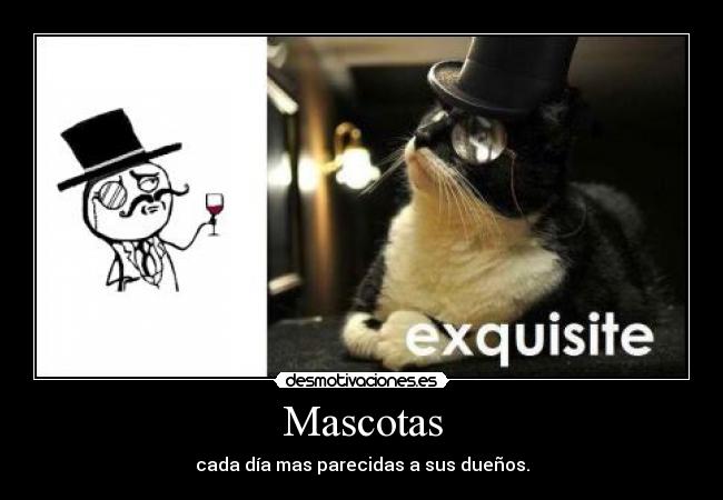 Mascotas - 