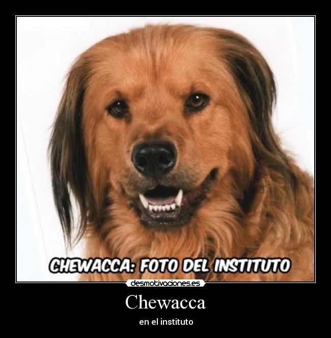 Chewacca - en el instituto
