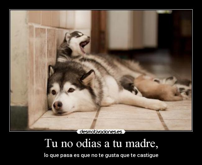 carteles madre cerdito_oinki desmotivaciones