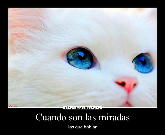 Cuando son las miradas -