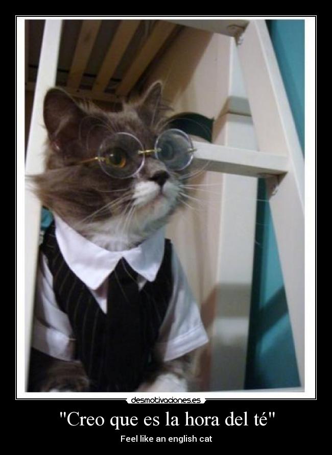 Creo que es la hora del té - Feel like an english cat