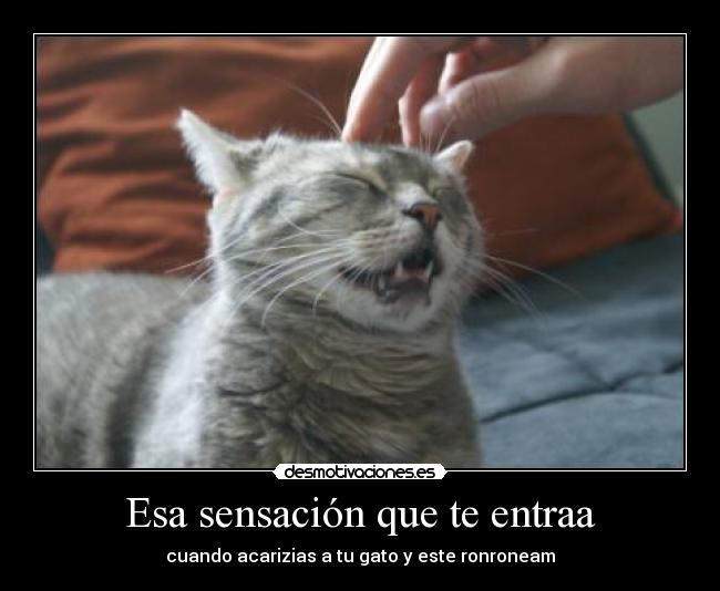 Esa sensación que te entraa - cuando acarizias a tu gato y este ronroneam