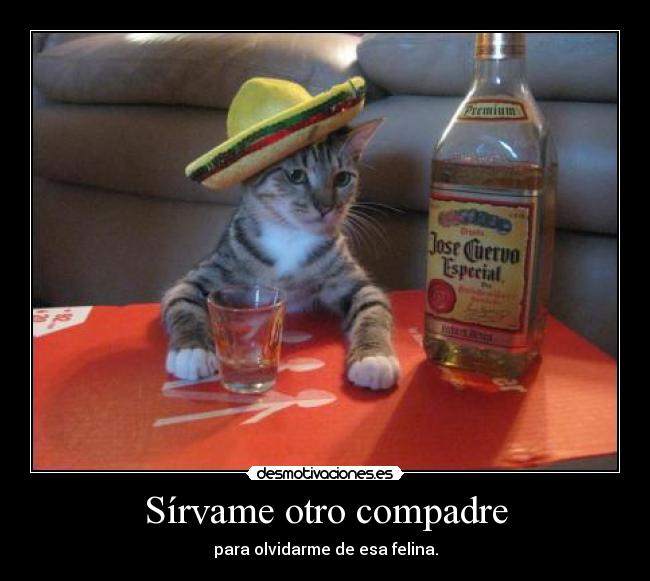 Sírvame otro compadre - para olvidarme de esa felina.