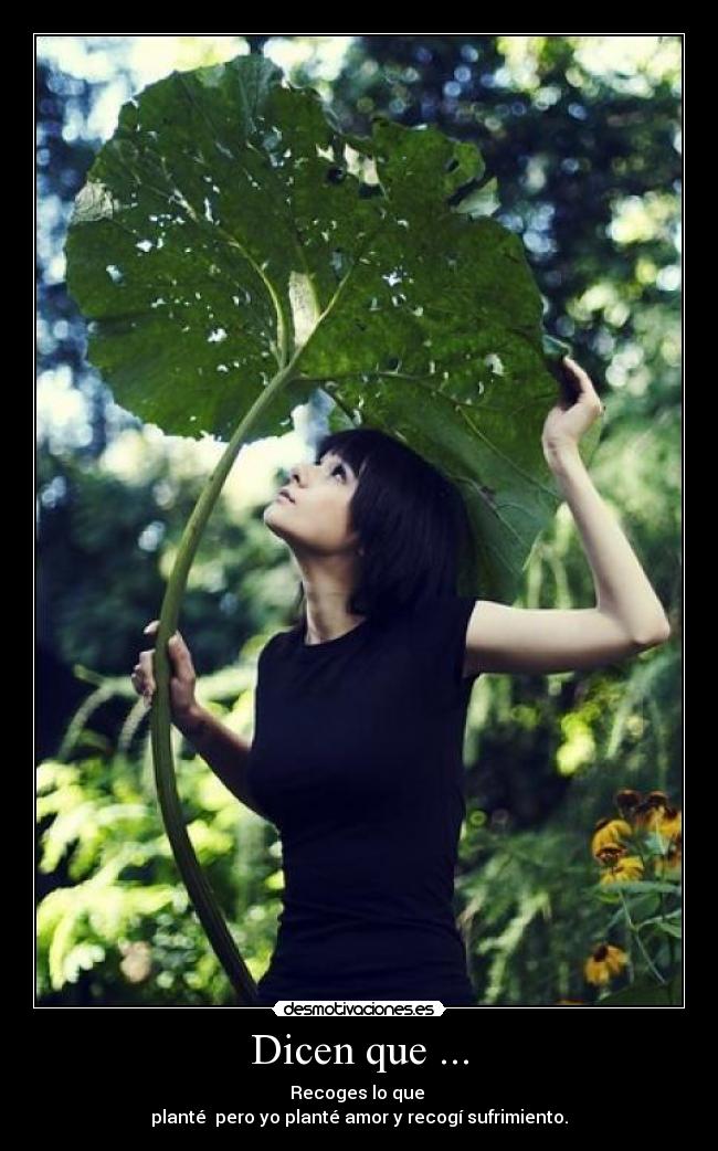 Dicen que ... - Recoges lo que 
planté  pero yo planté amor y recogí sufrimiento.