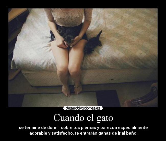 Cuando el gato -