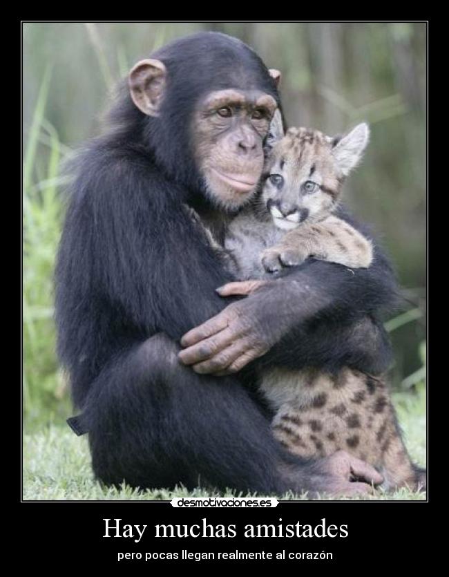 Hay muchas amistades - pero pocas llegan realmente al corazón