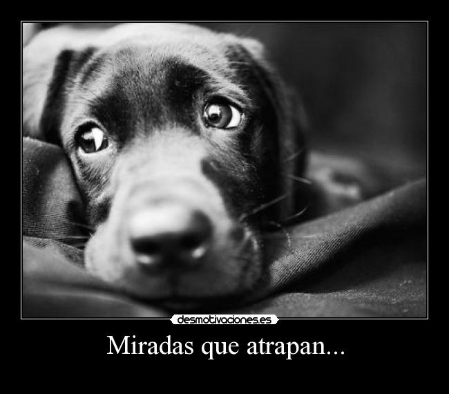 Miradas que atrapan... -