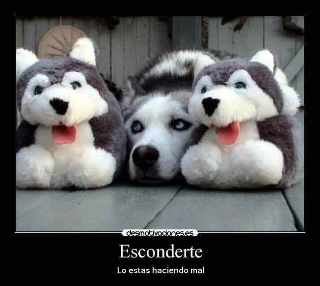 carteles juannag perro esconder lobo desmotivaciones