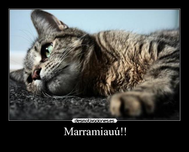 Marramiauú!! -