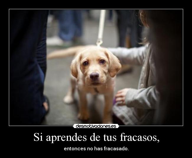 Si aprendes de tus fracasos, - 