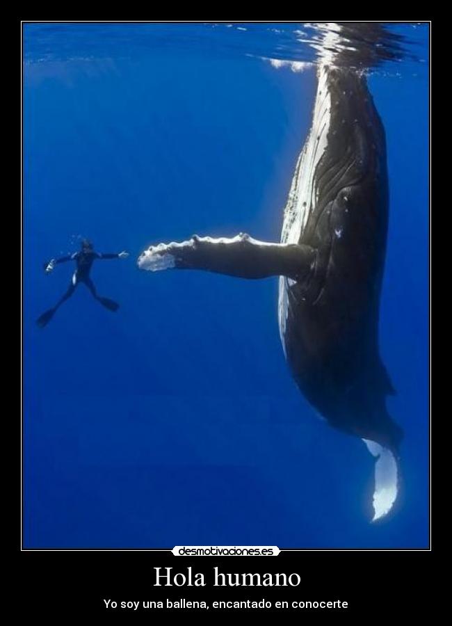 Hola humano - Yo soy una ballena, encantado en conocerte