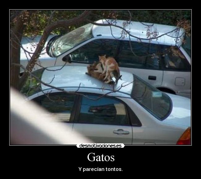 Gatos - Y parecían tontos.