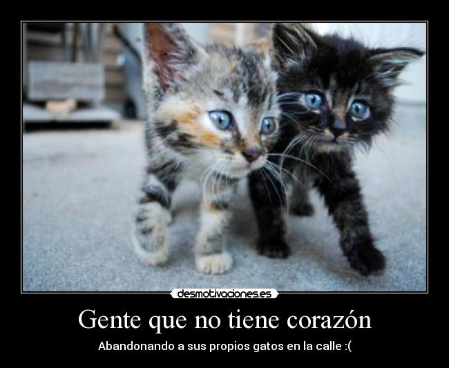 Gente que no tiene corazón - Abandonando a sus propios gatos en la calle :(