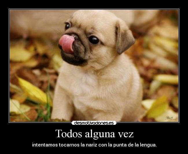 Todos alguna vez - intentamos tocarnos la nariz con la punta de la lengua.